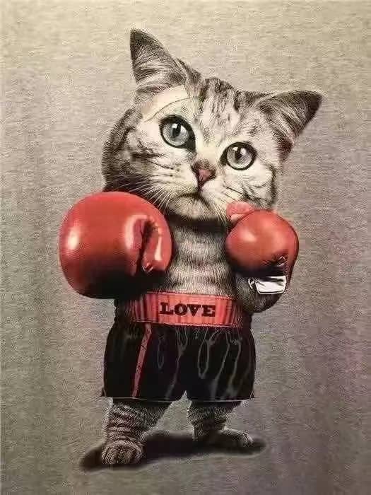 金偷2021的头像-六音