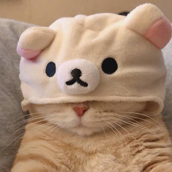 怂猫的头像-六音