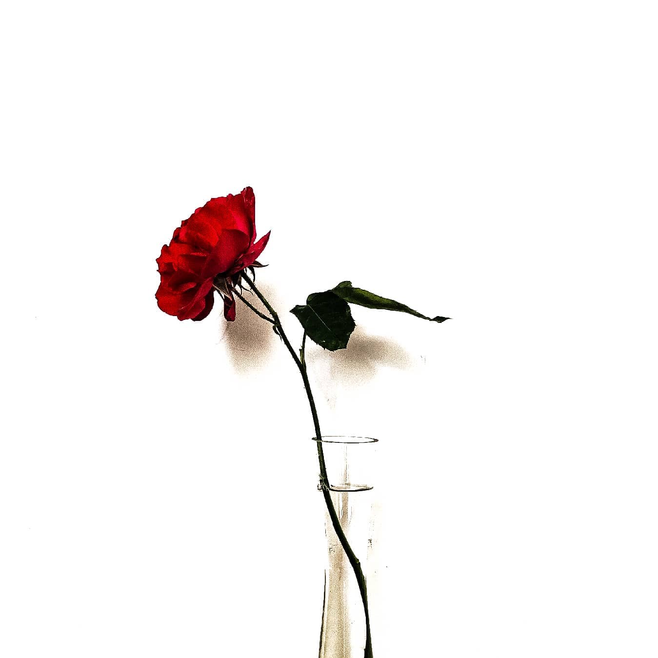 🇵 🇰的头像-六音